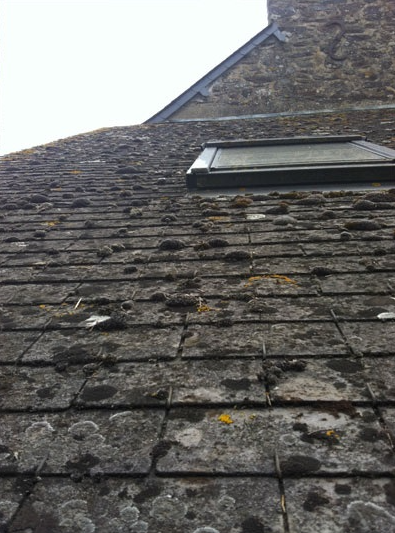 Toiture après nettoyage